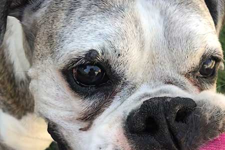 pet sitter feeding a dog